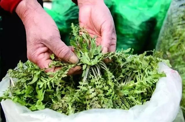 【鋼城文苑】家鄉(xiāng)的野菜 【鋼城文苑】家鄉(xiāng)的野菜