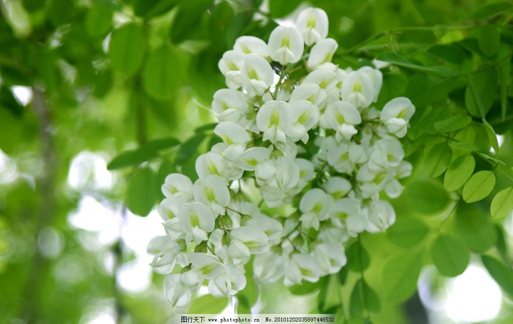 【鋼城文苑】槐香，懷鄉