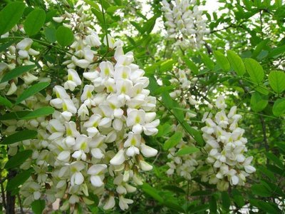 【鋼城文苑】槐香，懷鄉