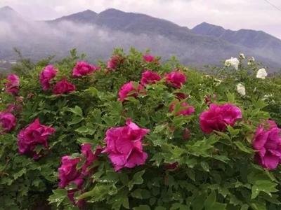 ��䓳���Է���������w��ӛ