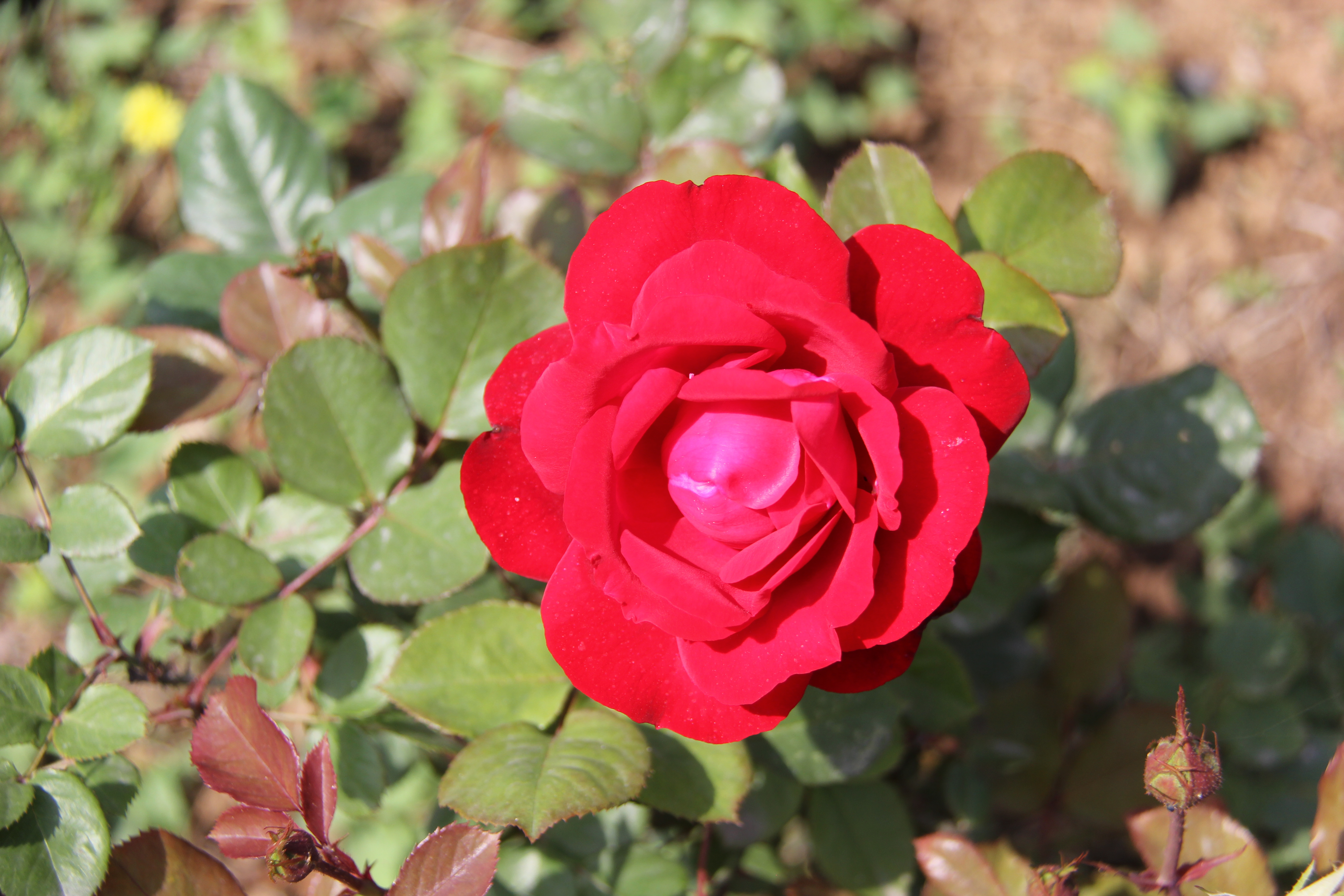 【美麗漢鋼】醉美漢鋼四月天 【美麗漢鋼】醉美漢鋼四月天