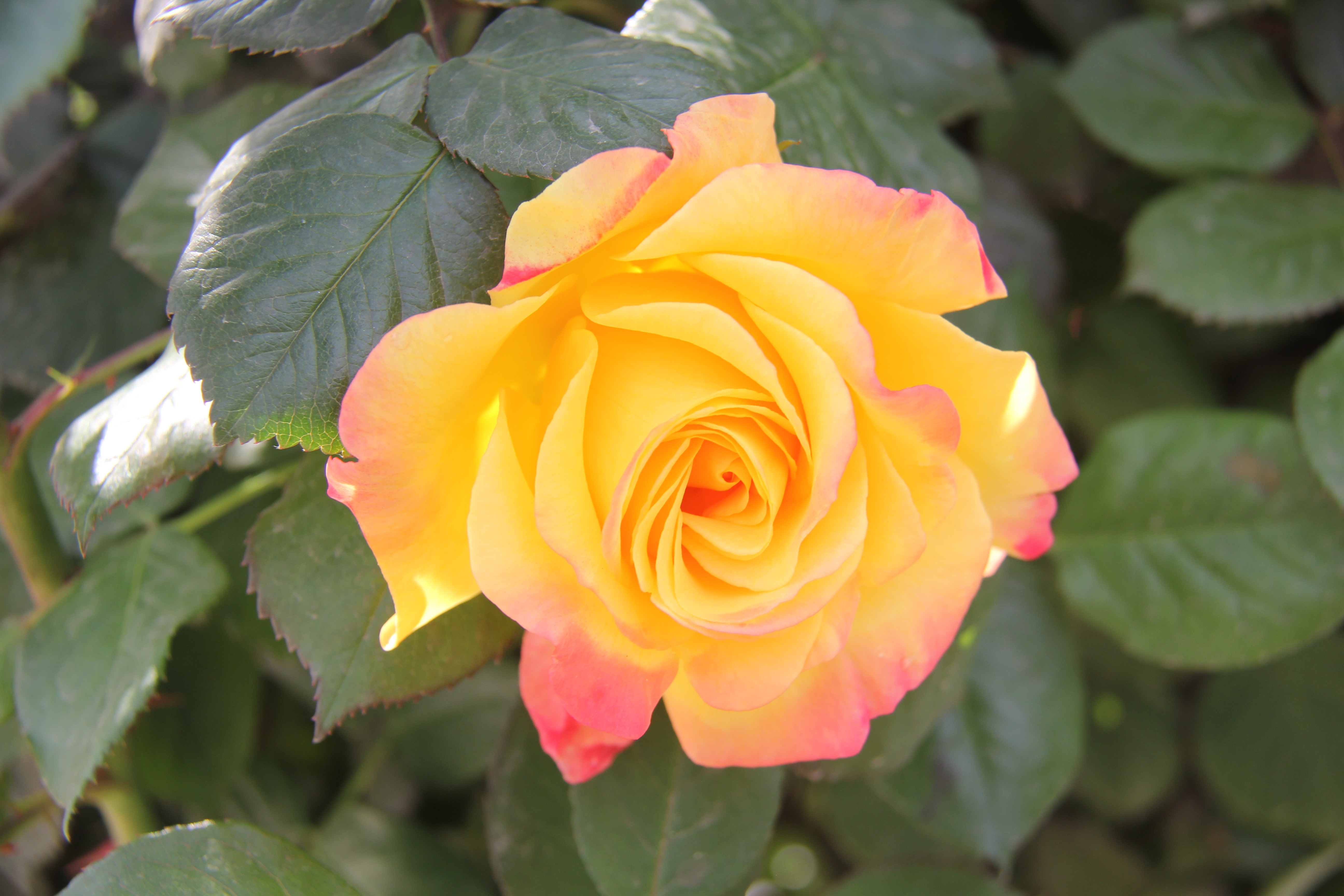 【美麗漢鋼】醉美漢鋼四月天 【美麗漢鋼】醉美漢鋼四月天