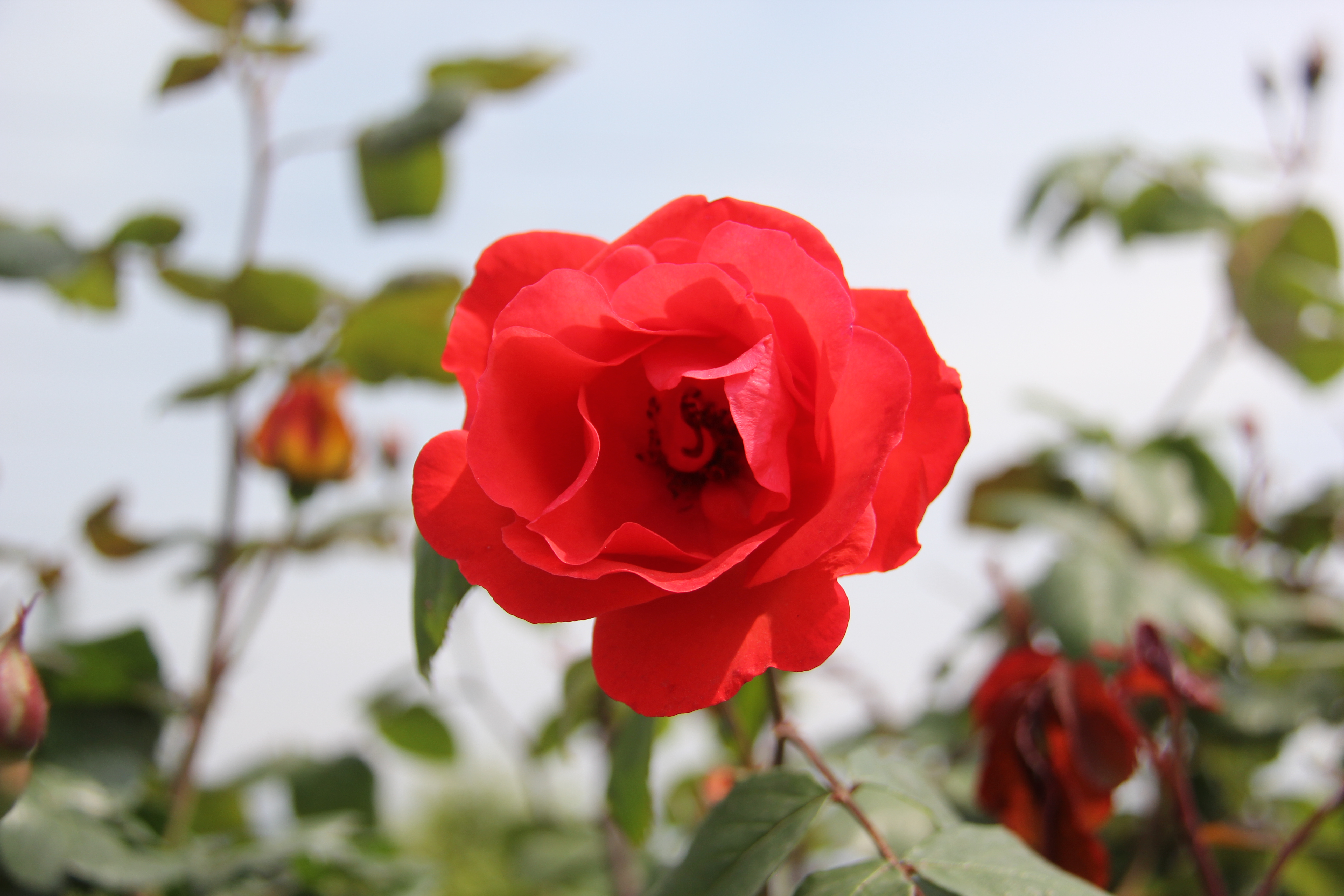 【美麗漢鋼】醉美漢鋼四月天 【美麗漢鋼】醉美漢鋼四月天