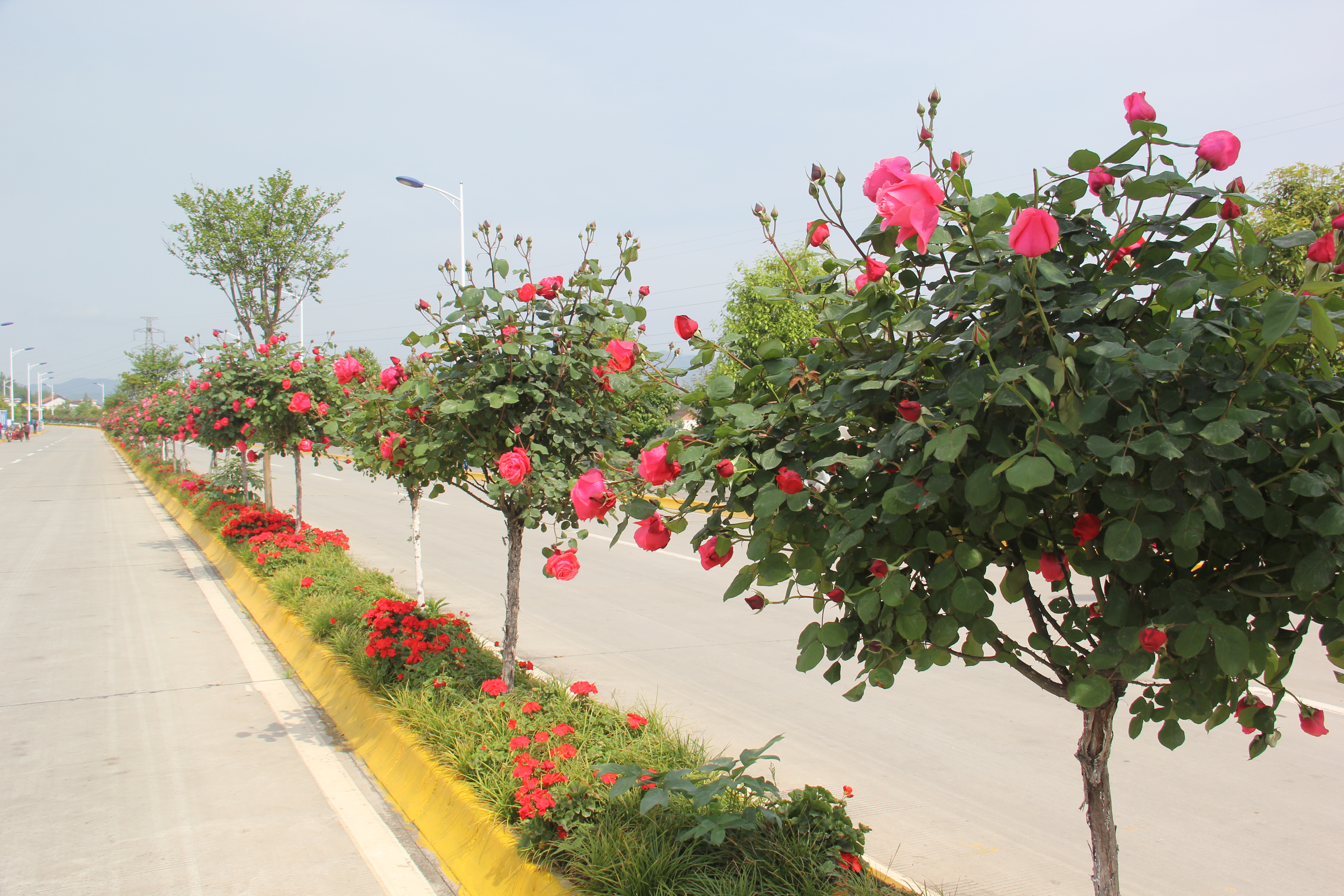 【美麗漢鋼】醉美漢鋼四月天 【美麗漢鋼】醉美漢鋼四月天