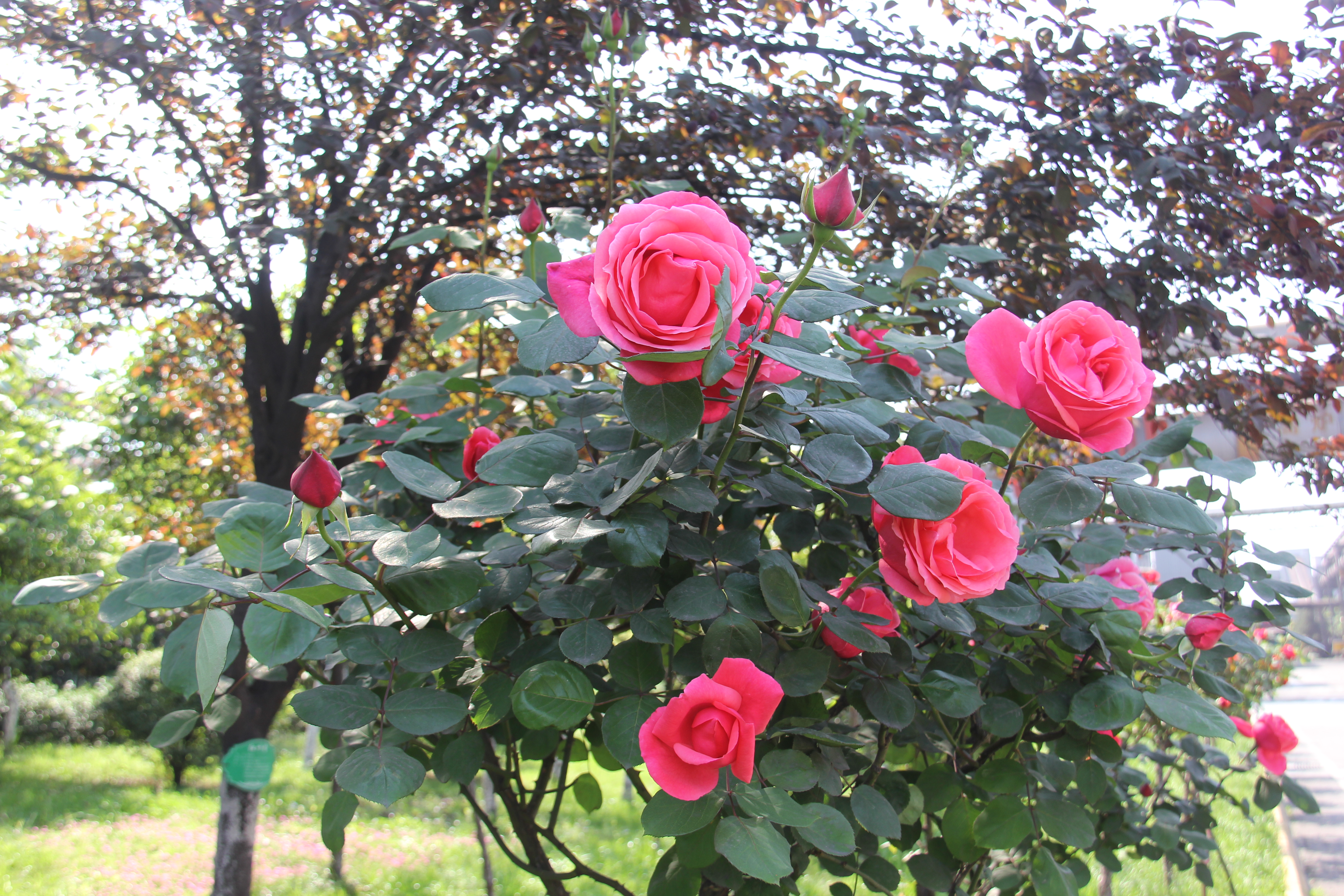 【美麗漢鋼】醉美漢鋼四月天 【美麗漢鋼】醉美漢鋼四月天