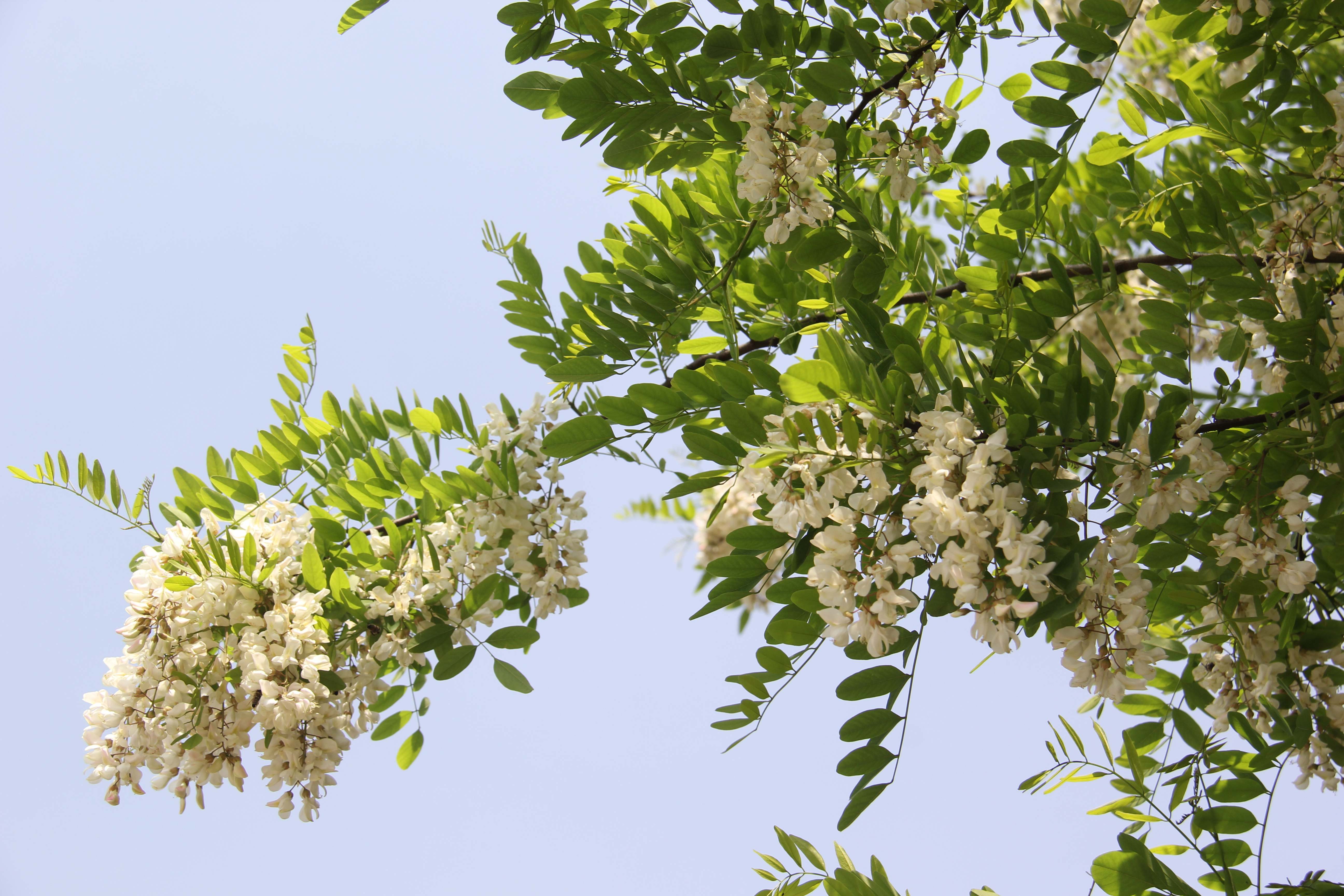 【美麗漢鋼】醉美漢鋼四月天 【美麗漢鋼】醉美漢鋼四月天