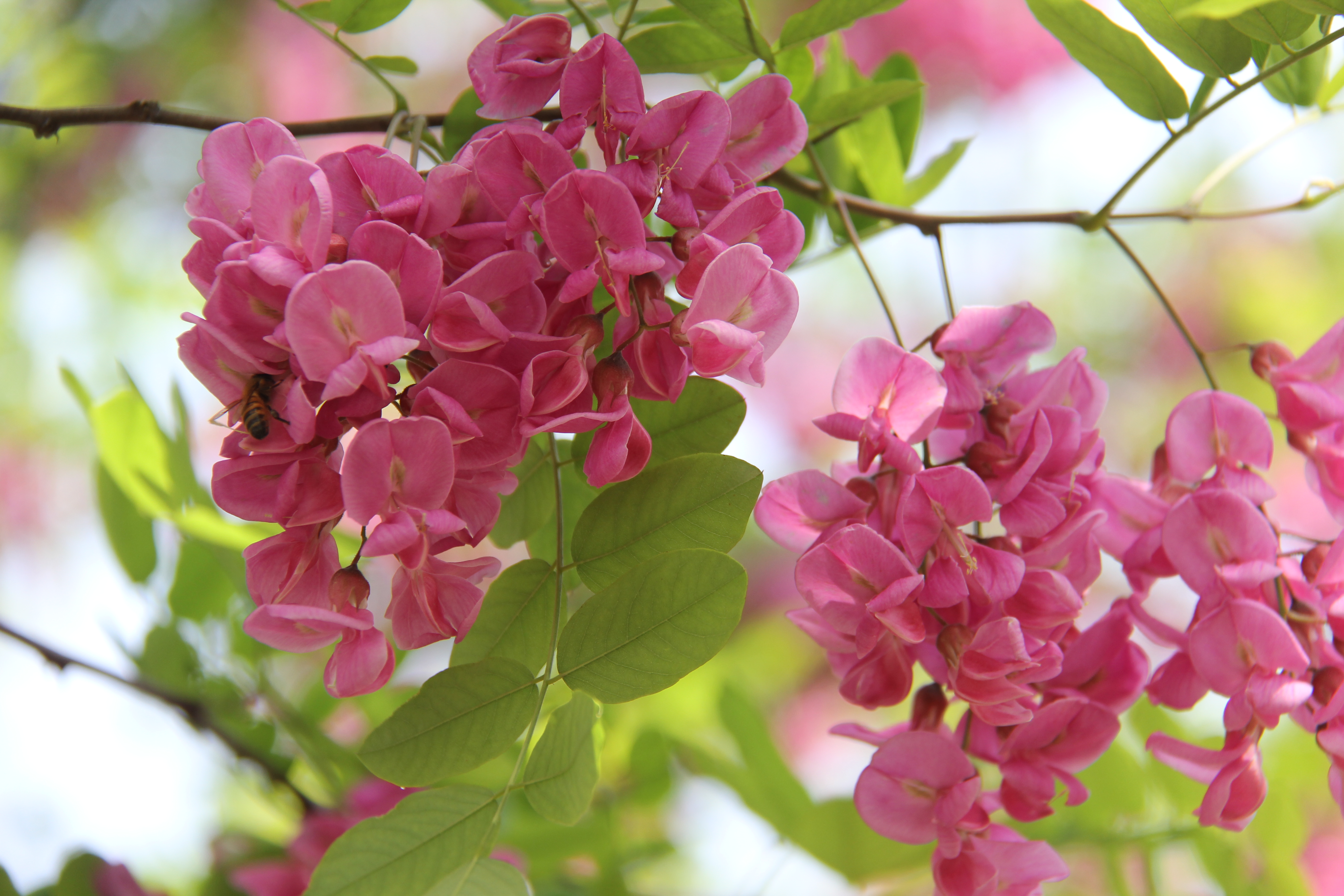 【美麗漢鋼】醉美漢鋼四月天 【美麗漢鋼】醉美漢鋼四月天