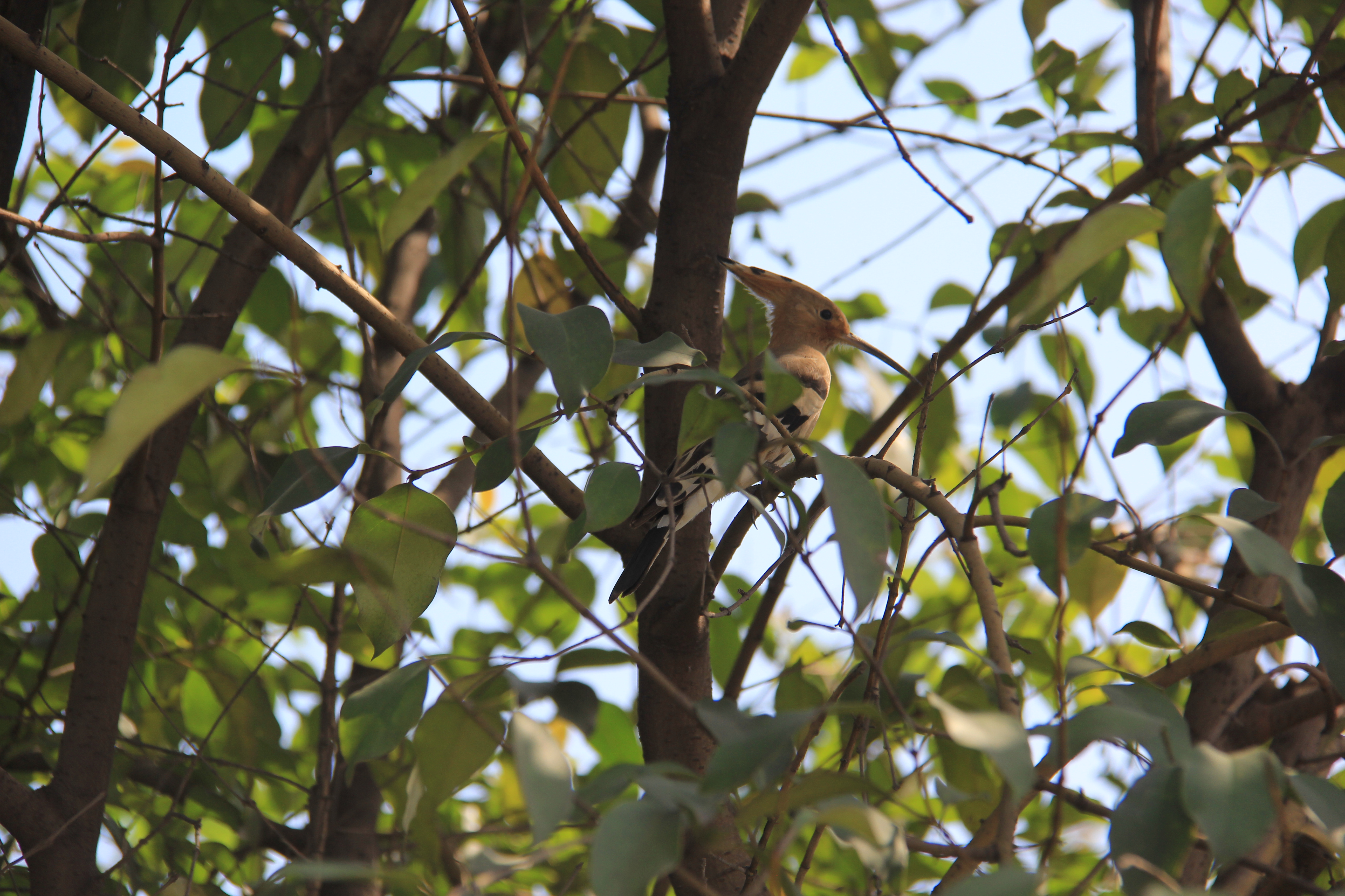 【美麗漢鋼】醉美漢鋼四月天 【美麗漢鋼】醉美漢鋼四月天