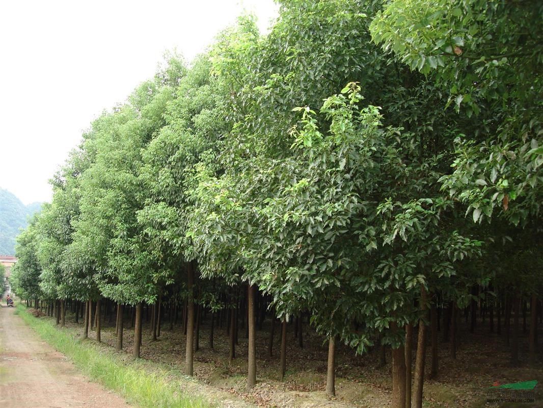 ��䓳���Է�����l(xi��ng)����һ��������(sh��)