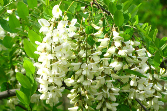 ��䓳���Է������һ�껱����