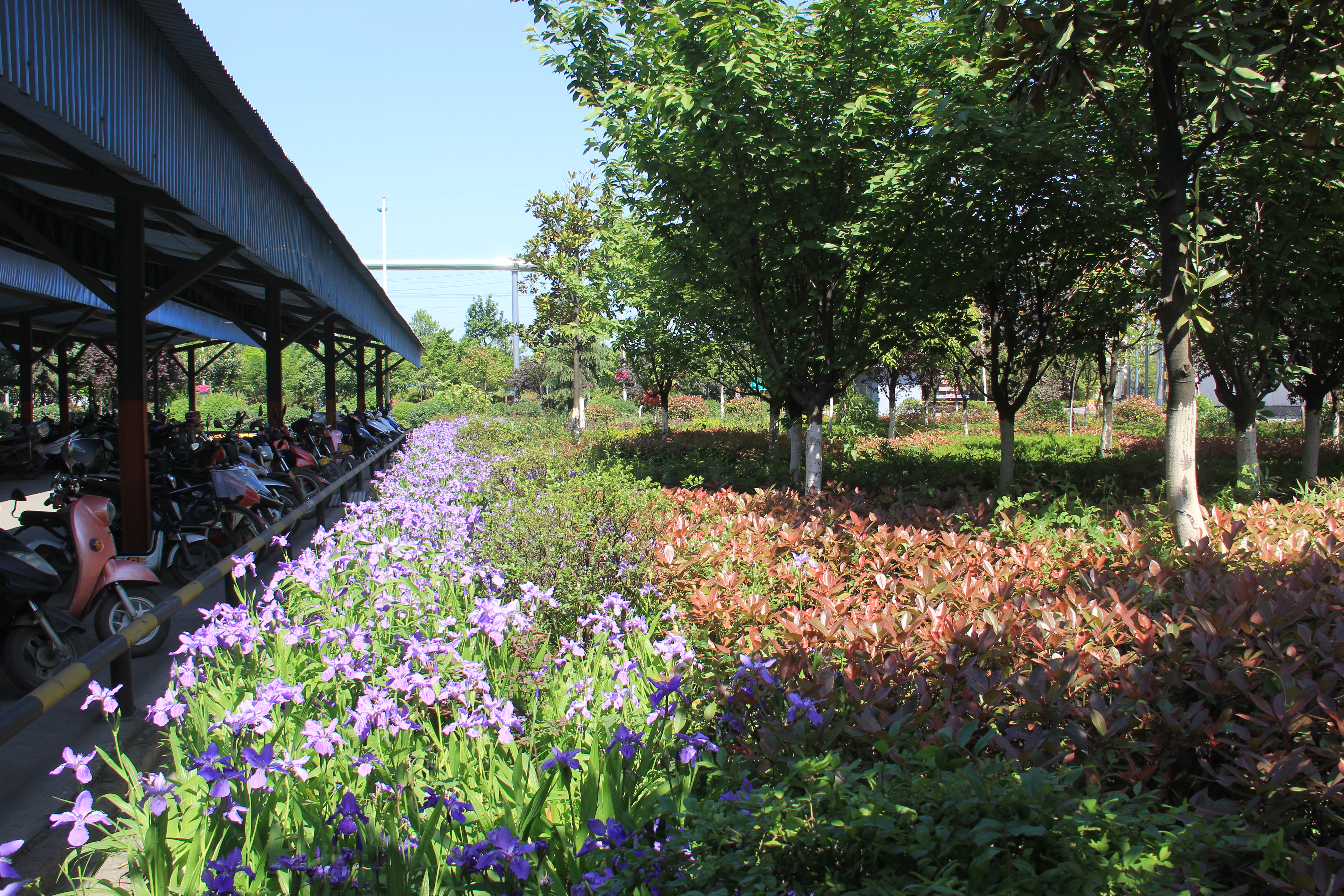 【美麗漢鋼】鏡頭下的漢鋼春 【美麗漢鋼】鏡頭下的漢鋼春
