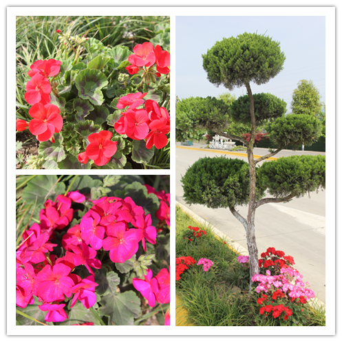 【美麗漢鋼】鏡頭下的漢鋼春 【美麗漢鋼】鏡頭下的漢鋼春