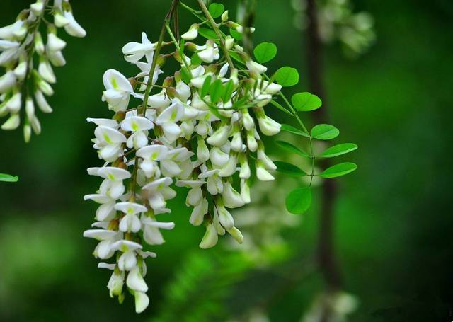 【鋼城文苑】村口的槐花樹 【鋼城文苑】村口的槐花樹