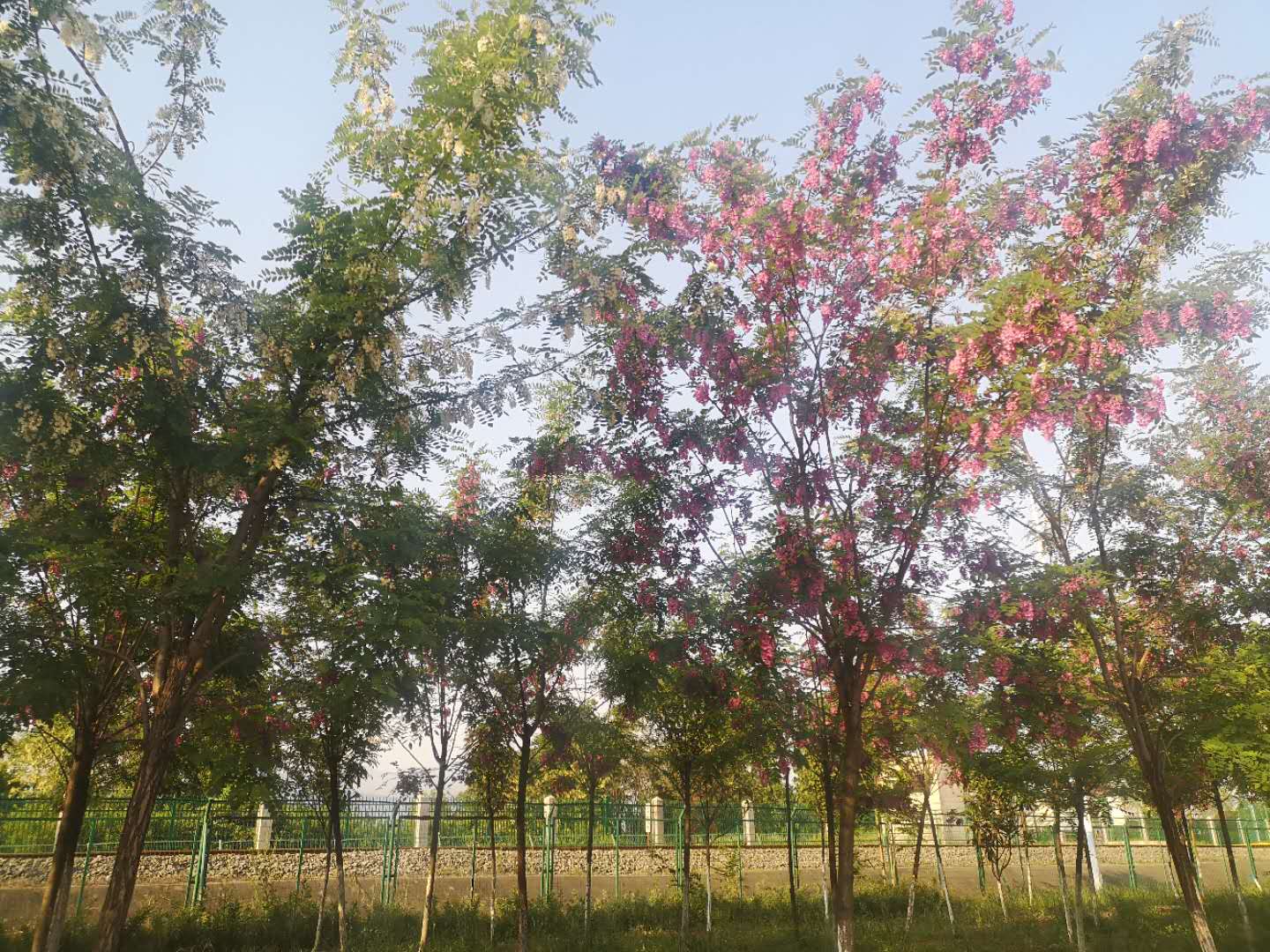 【鋼城文苑】十里槐花香 【鋼城文苑】十里槐花香