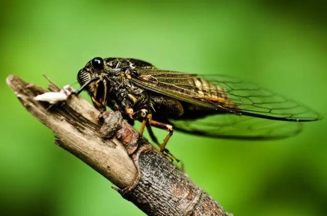 ��䓳���Է����������