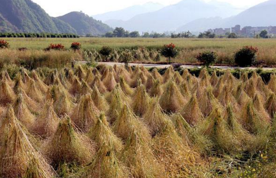 ��䓳���Է��ʮ���Ͳ���