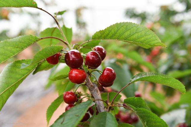 ��䓳���Է��Ժ��ę��Ҙ�