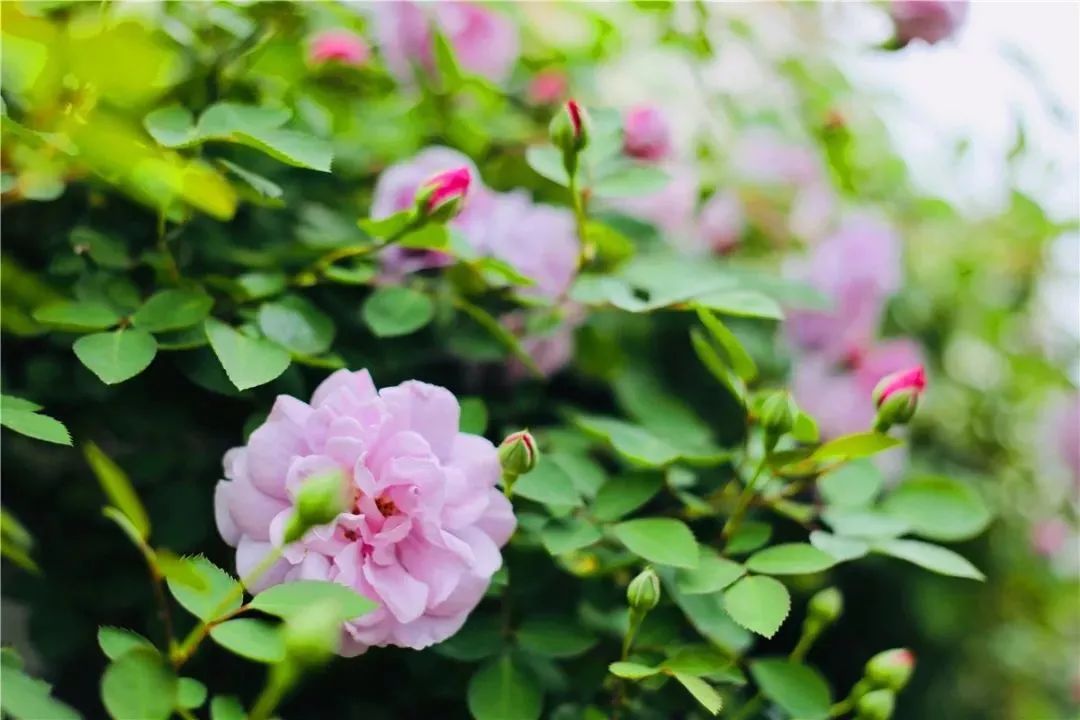 ��䓳���Է���\������