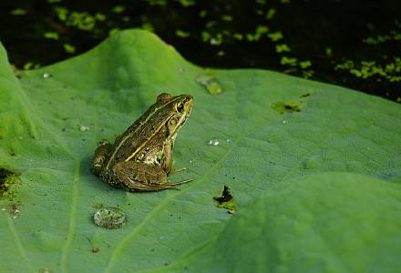 ��䓳���Է���ļ����� ̎̎����