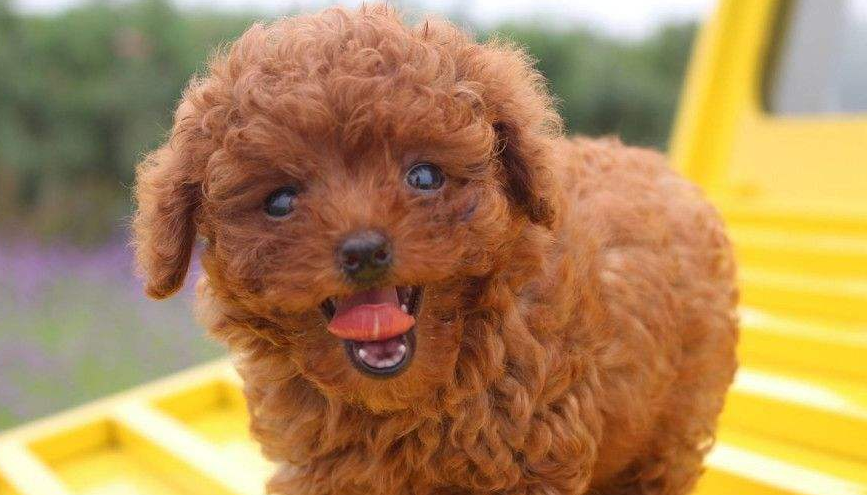 【鋼城文苑】多多