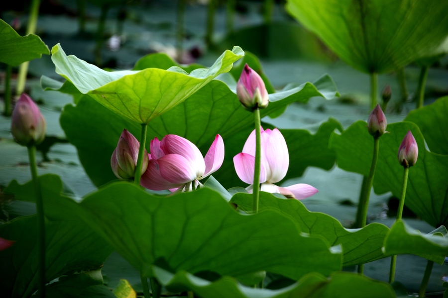 【鋼城文苑】夏荷初上 【鋼城文苑】夏荷初上