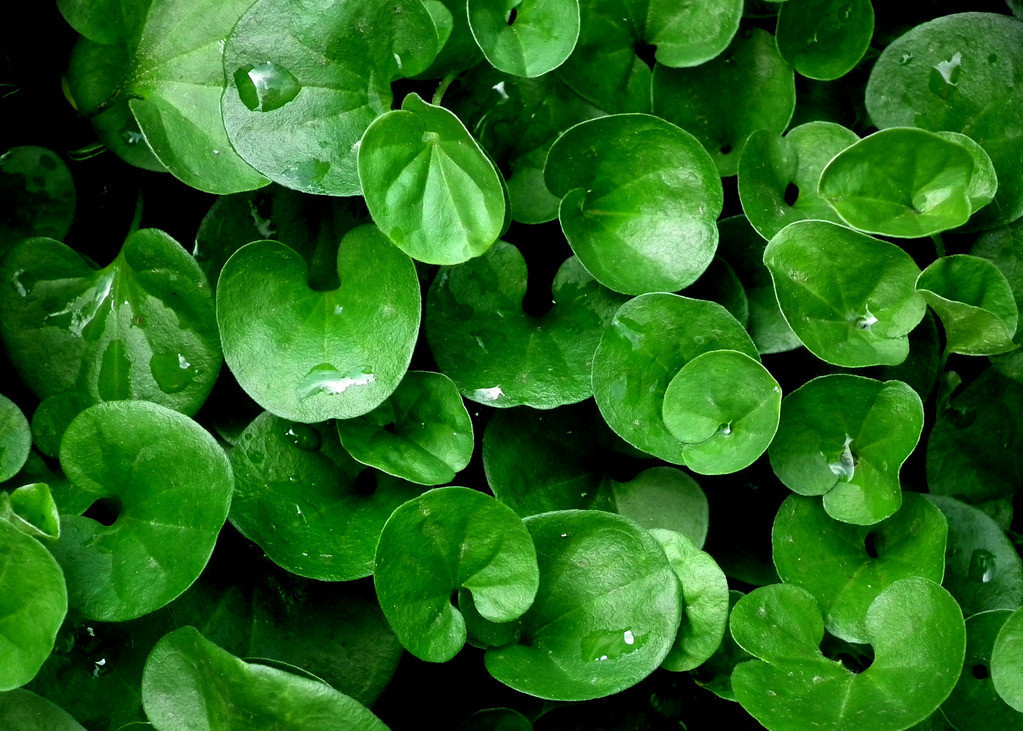 【鋼城文苑】綠 【鋼城文苑】綠