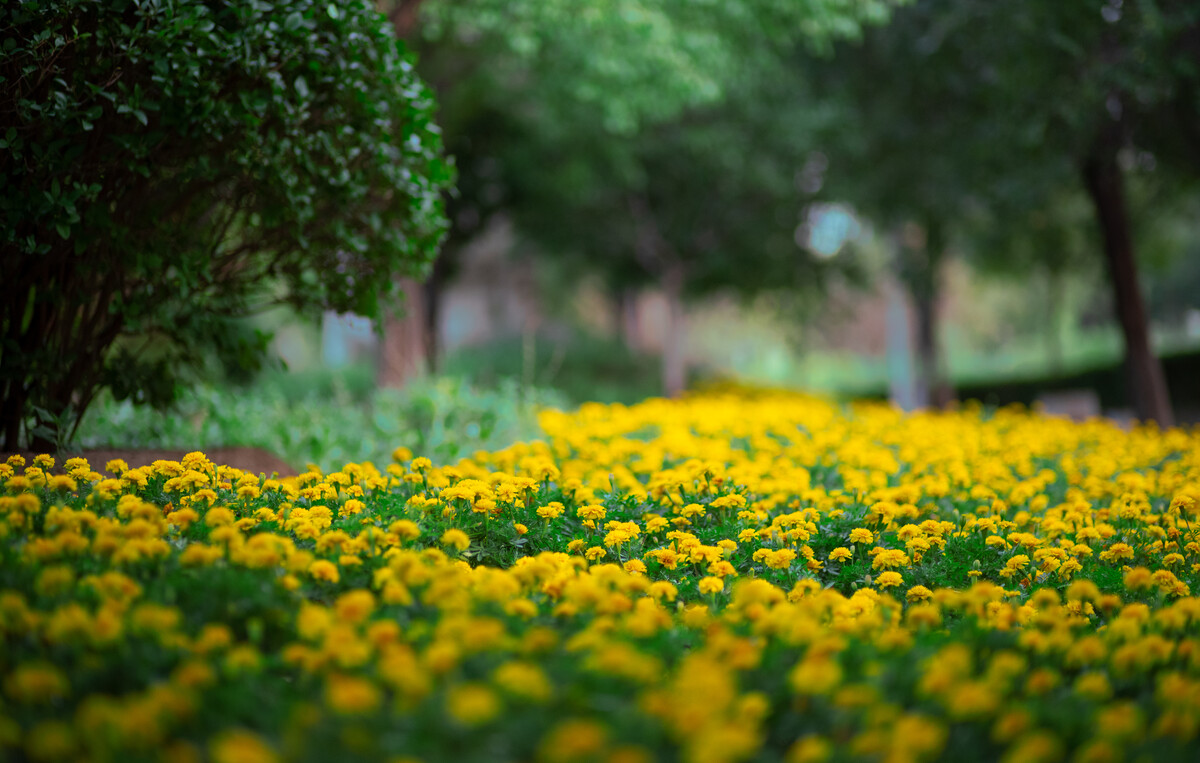 【散文】余韻 【散文】余韻