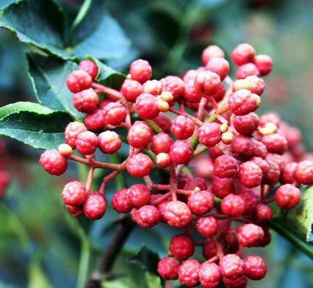 【鋼城文苑】婆婆的花椒情緣 【鋼城文苑】婆婆的花椒情緣