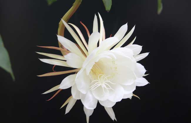 【散文】曇花一現  只為“韋陀”