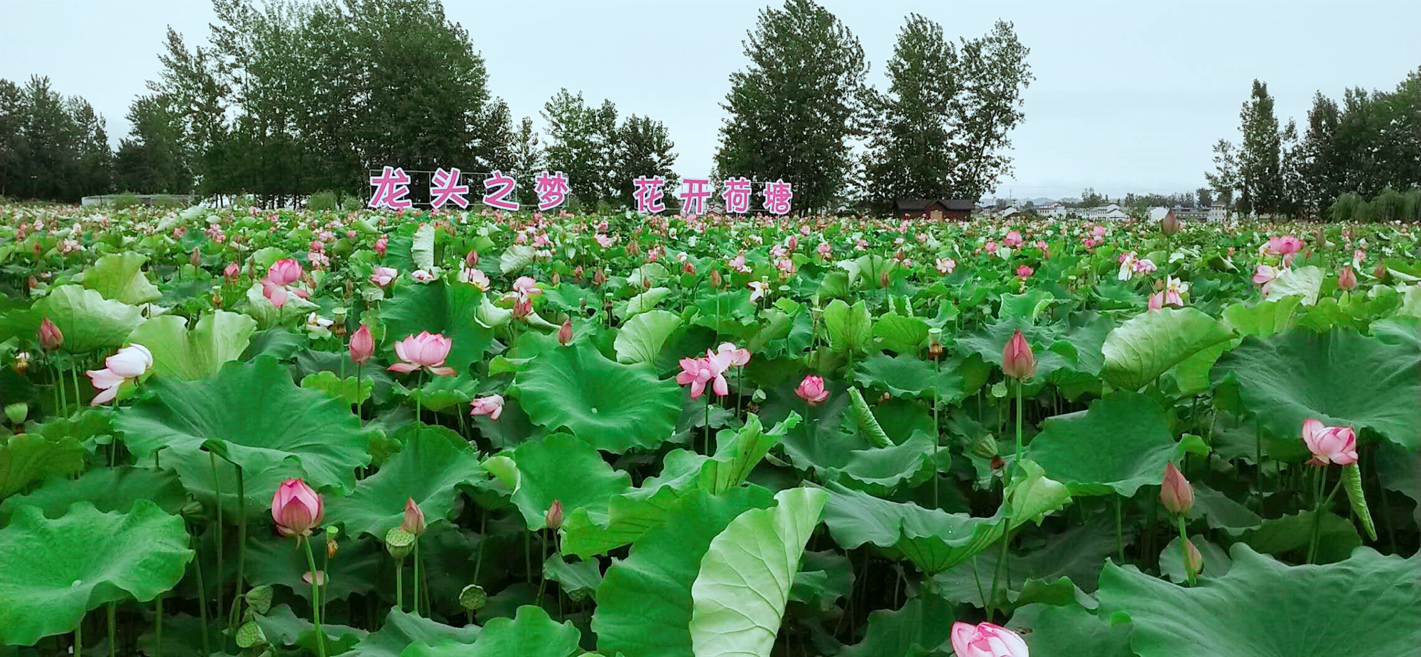 【散文】夏日觀荷