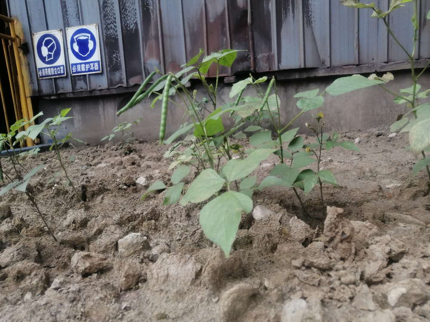 【散文】綠豆的故事 【散文】綠豆的故事