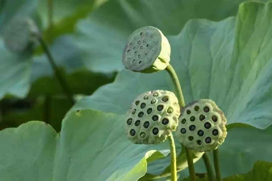 【散文】憶蓮子