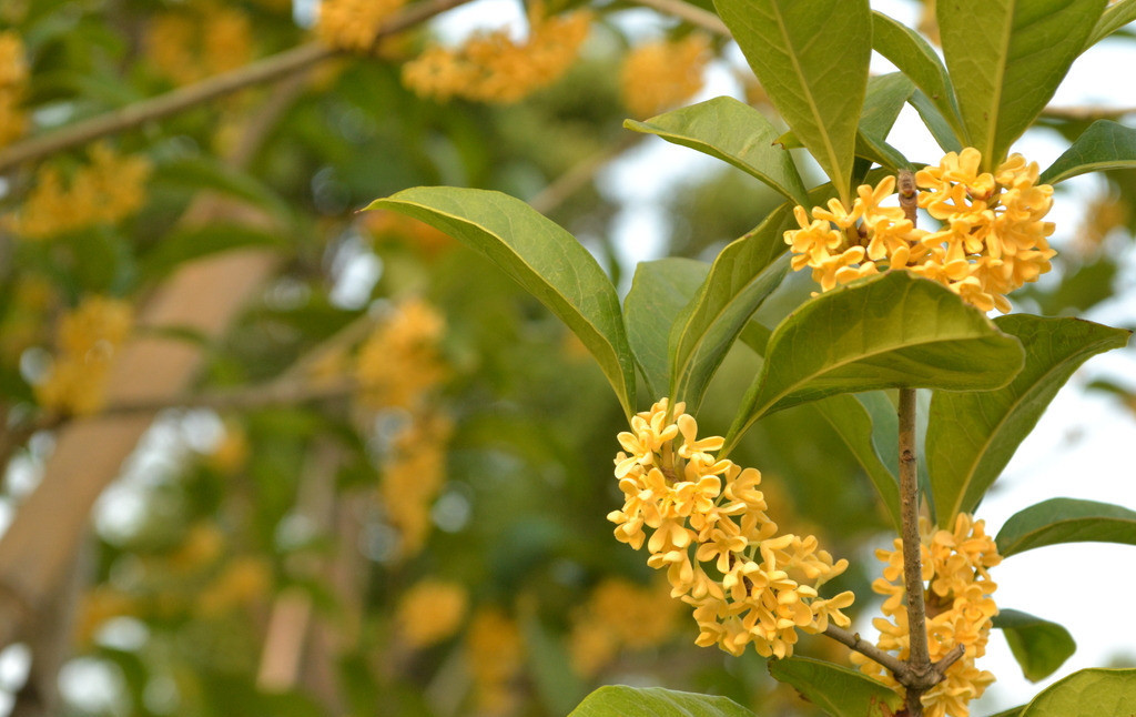 【散文】桂花香滿院 【散文】桂花香滿院