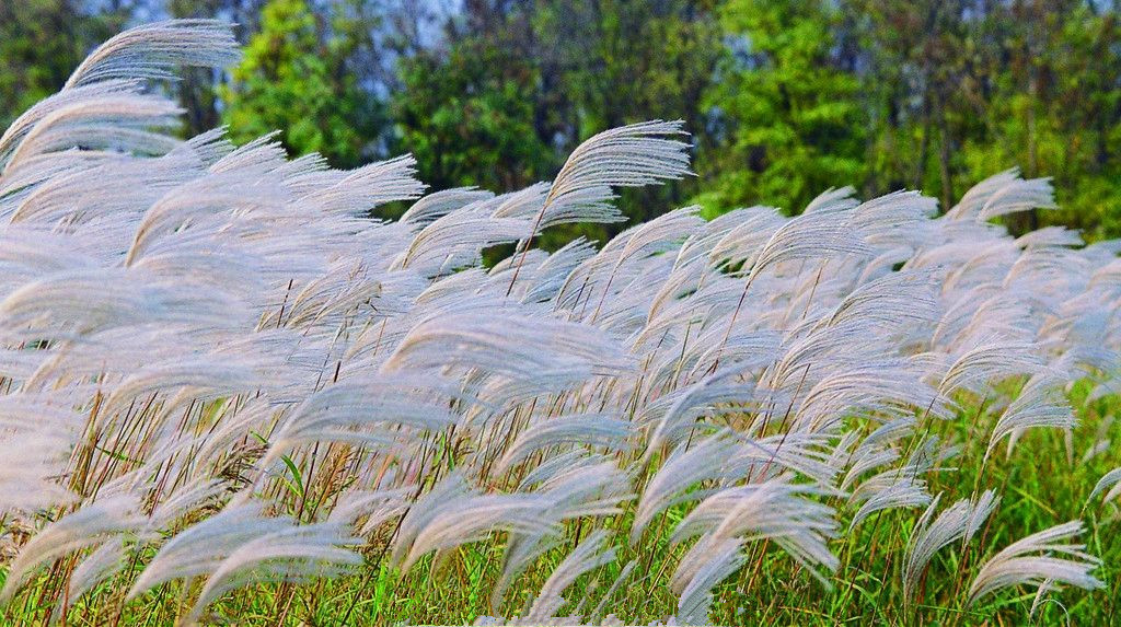【鋼城文苑】蘆葦花枕頭 【鋼城文苑】蘆葦花枕頭
