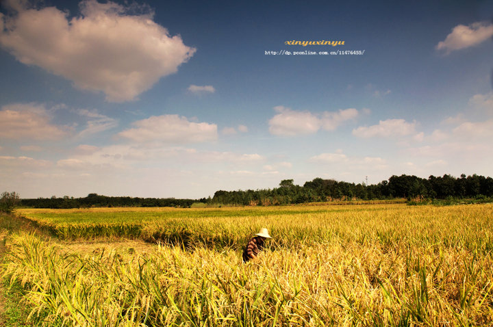 【鋼城文苑】稻米糧心映紅霞 【鋼城文苑】稻米糧心映紅霞