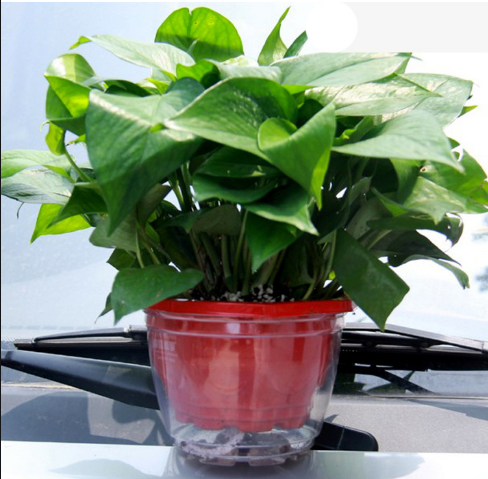 【散文】桌邊的綠蘿 【散文】桌邊的綠蘿