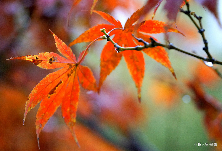 【散文】秋雨 【散文】秋雨