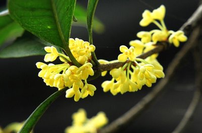 【鋼城文苑】桂花鋼魂一色香 【鋼城文苑】桂花鋼魂一色香