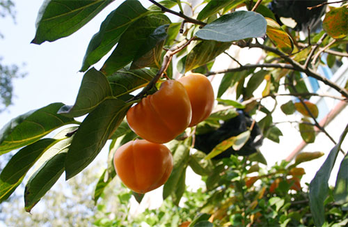 老爸的柿餅 老爸的柿餅