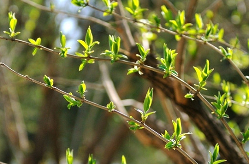 等春來(lái) 等春來(lái)