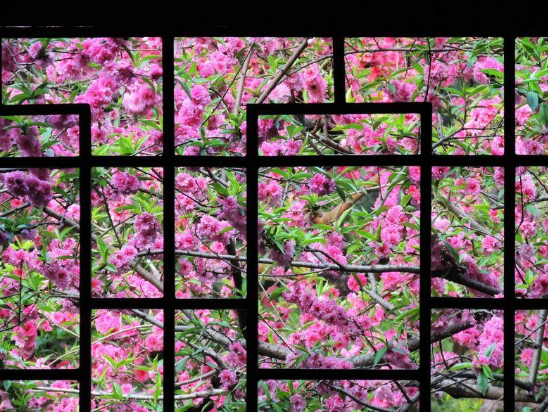 窗外的春 窗外的春