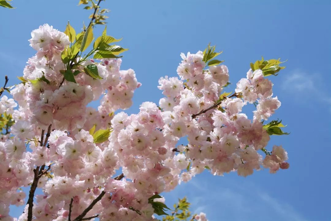 歲月繁華，早櫻爭春