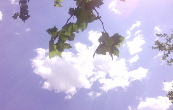 【鋼城文苑】故鄉的盛夏