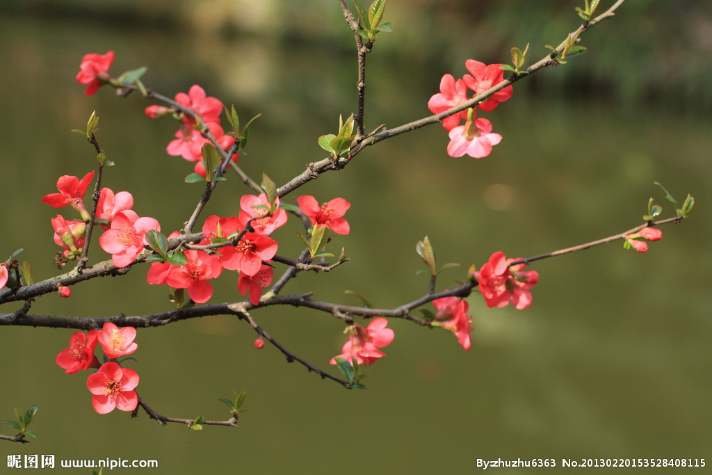 【鋼城文苑】盛夏品花香 【鋼城文苑】盛夏品花香