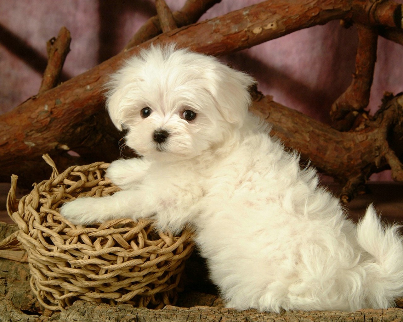 【鋼城文苑】梅花