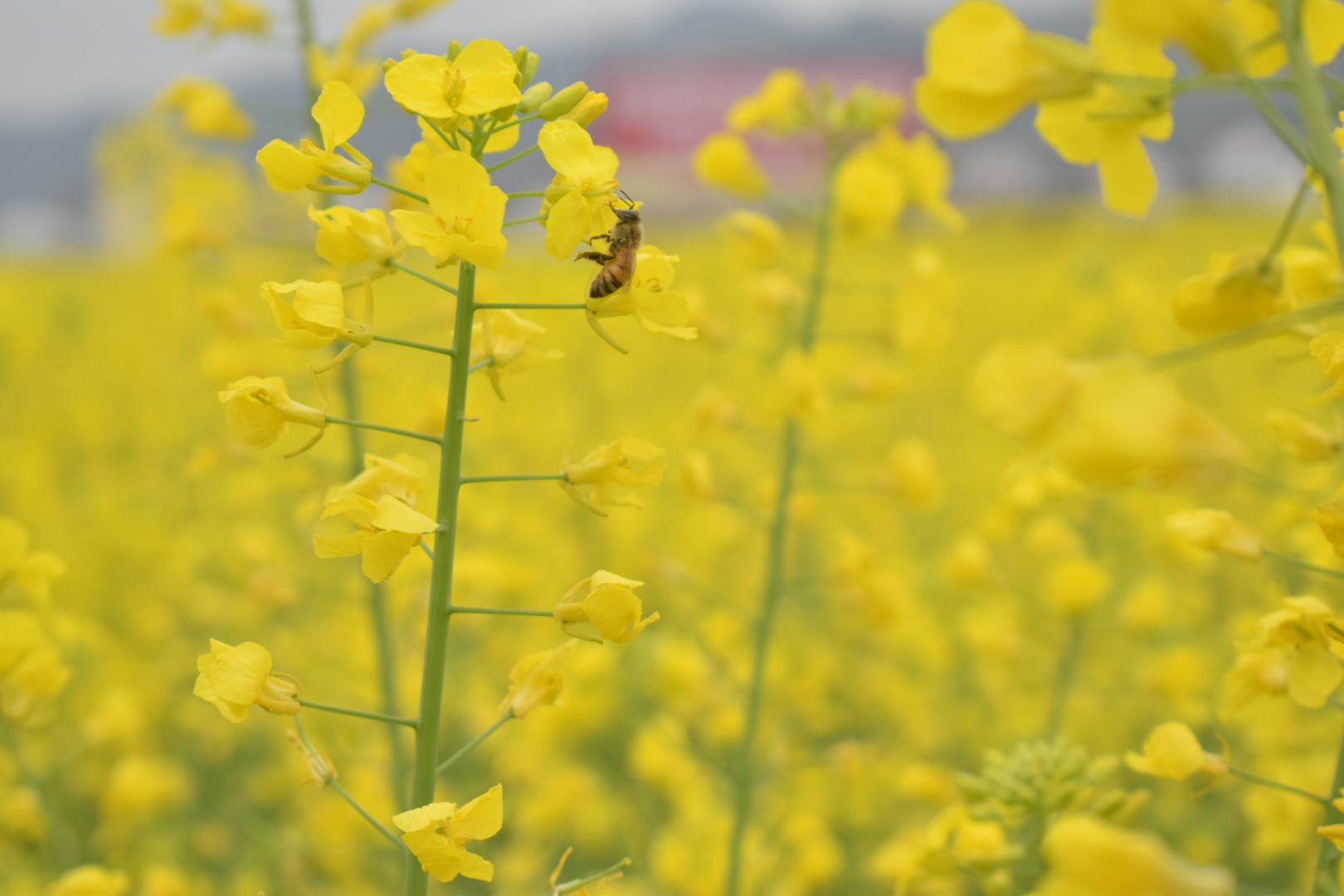 【鋼城文苑】大美勉縣 【鋼城文苑】大美勉縣