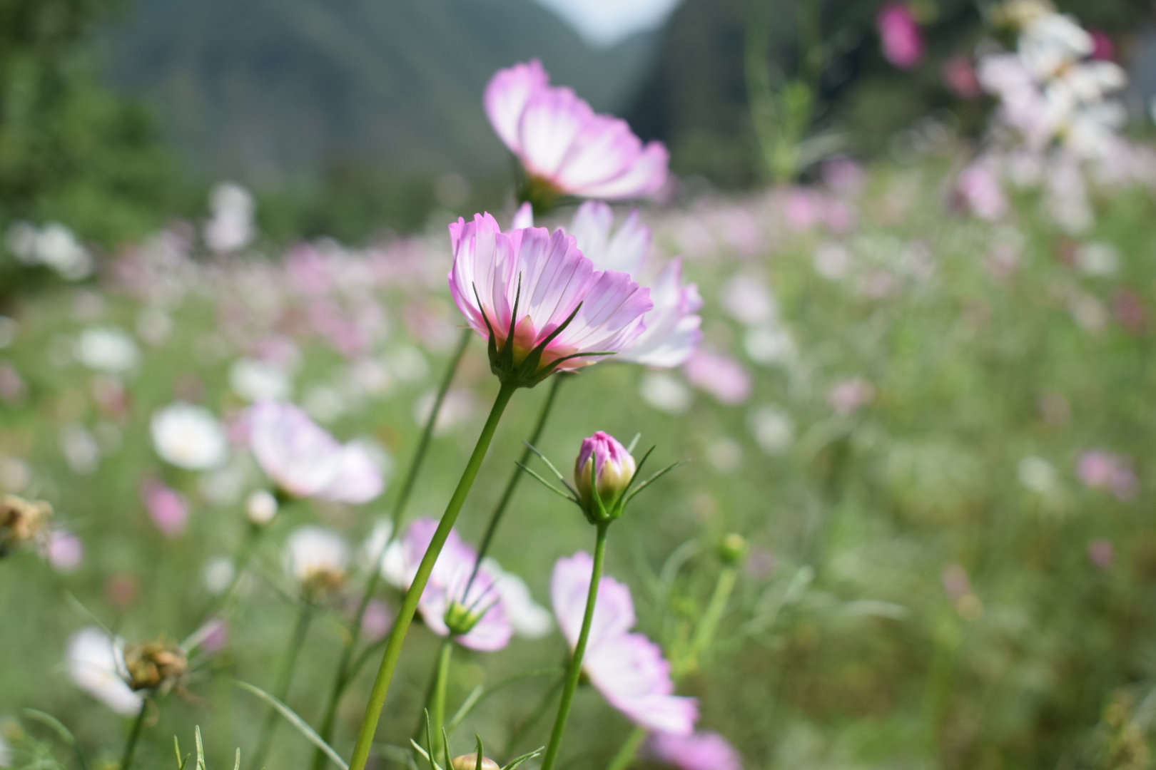 【鋼城文苑】大美勉縣 【鋼城文苑】大美勉縣