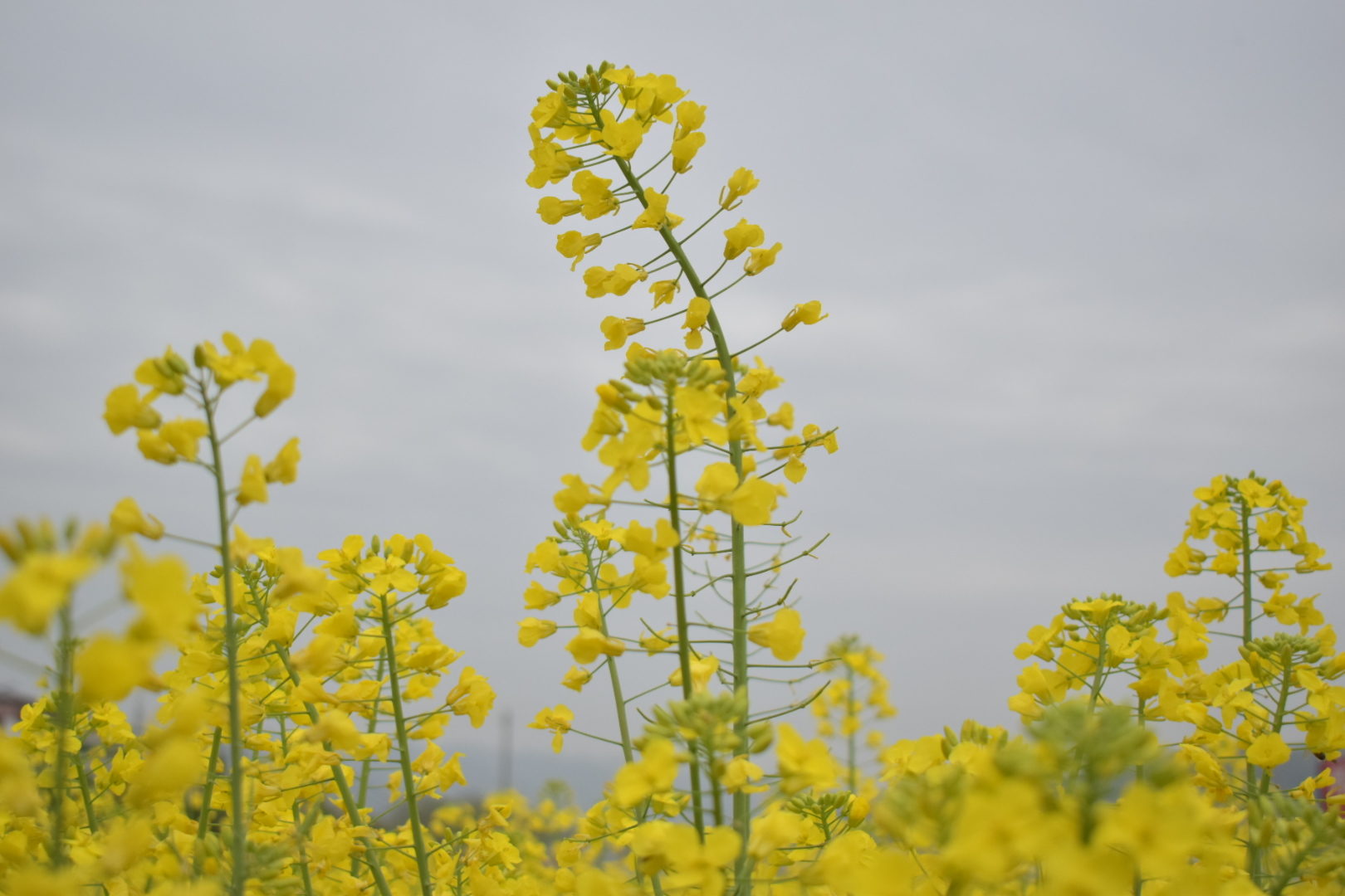【鋼城文苑】大美勉縣 【鋼城文苑】大美勉縣