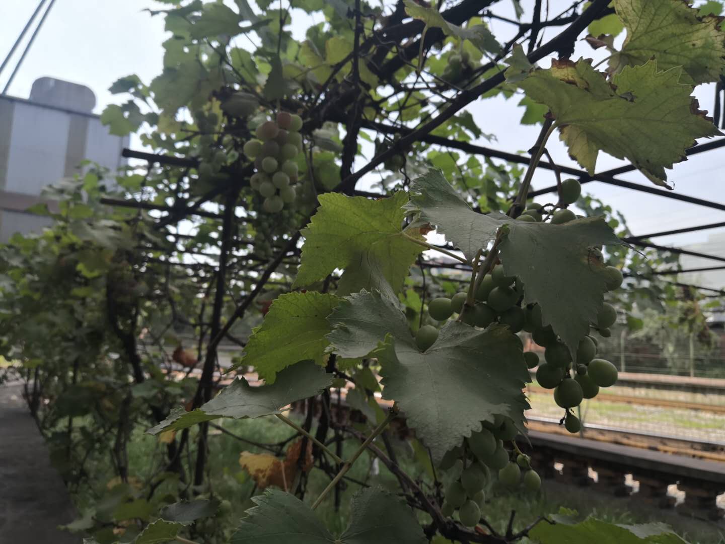 【鋼城文苑】車(chē)間的葡萄樹(shù)