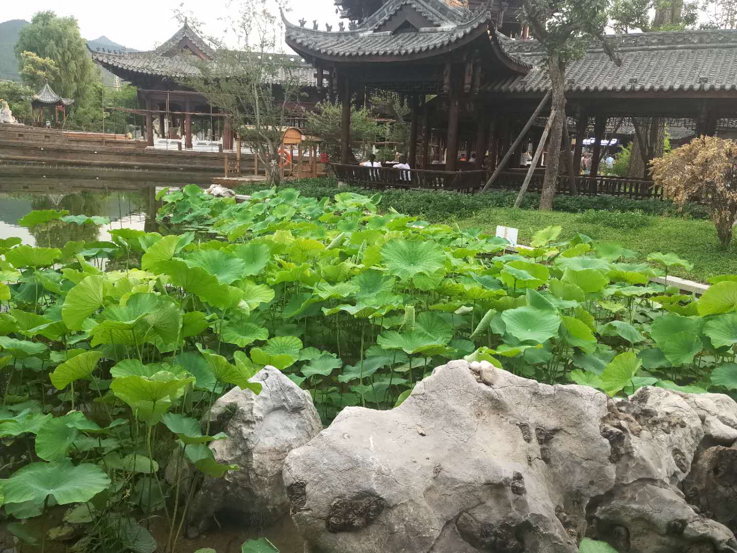 【鋼城文苑】夏日里的荷花